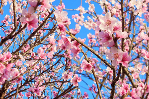 Lai Châu - Điểm hẹn mùa xuân, đón Tết Bính Ngọ 2026